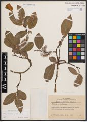 Foto von Salix caprea L. x Salix silesiaca Willd.